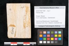 Foto (Objekt + Etikett) von Plantae indet.  (NHMW-GEO-2024-0188-11481)